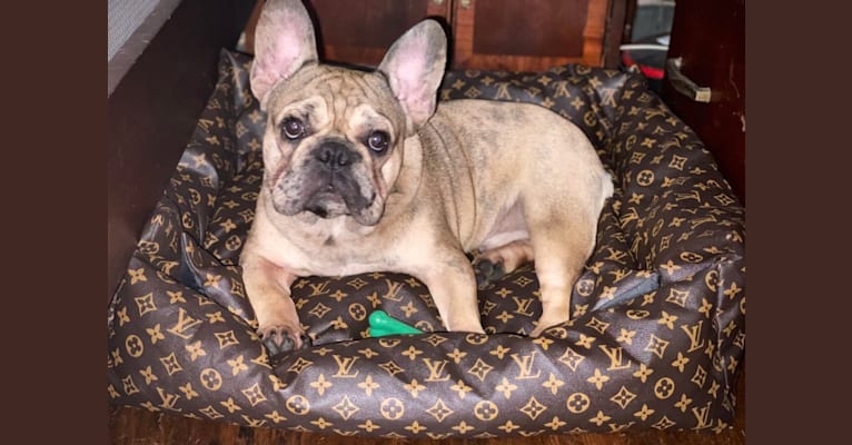 Cryptic merle bulldog 2025