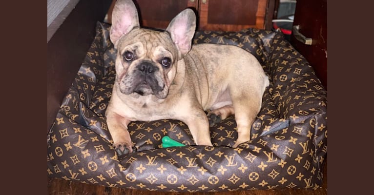 All I need. French bulldog, traveling, Louis Vuitton