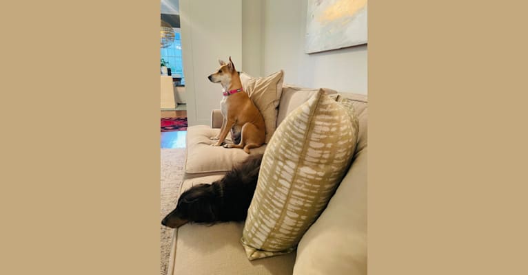Bunny, a Rat Terrier and Labrador Retriever mix tested with EmbarkVet.com