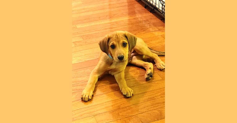 Embark Dog DNA Test Breed