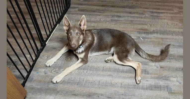 Violet, a German Shepherd Dog tested with EmbarkVet.com