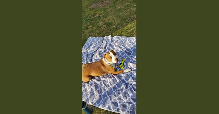 Moose, an American Pit Bull Terrier and American Bulldog mix tested with EmbarkVet.com