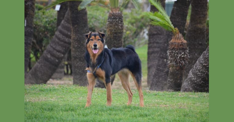 Sparkie, an East Asian Village Dog tested with EmbarkVet.com