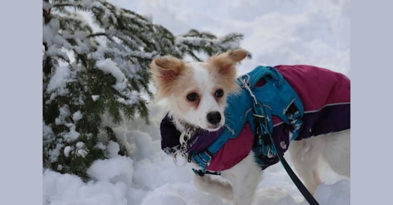 Lizzy (Eliza/Elizabeth), an Eastern European Village Dog and Pekingese mix tested with EmbarkVet.com