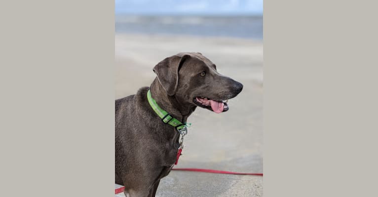 Bandit, a Blue Lacy tested with EmbarkVet.com