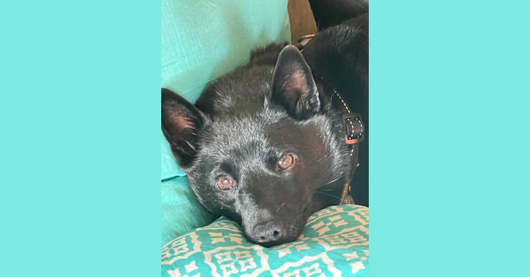 Reilly, a Schipperke and Rat Terrier mix tested with EmbarkVet.com