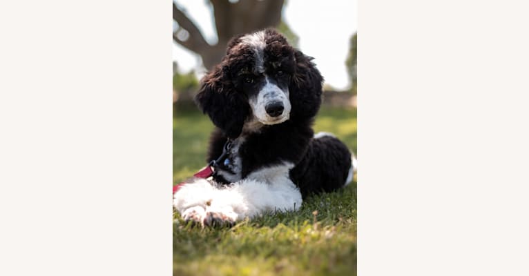 “Lethal Weapon” Riggs, a Poodle tested with EmbarkVet.com