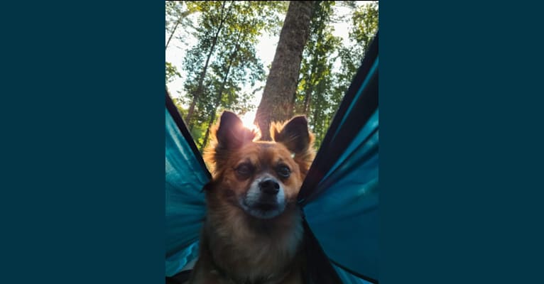 Mr. Gizmo, a Pomeranian and Chihuahua mix tested with EmbarkVet.com