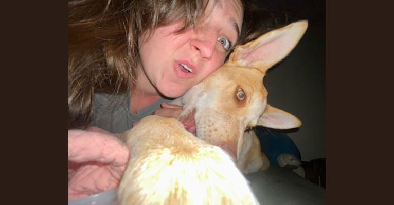 Lou, an Australian Cattle Dog and Australian Shepherd mix tested with EmbarkVet.com