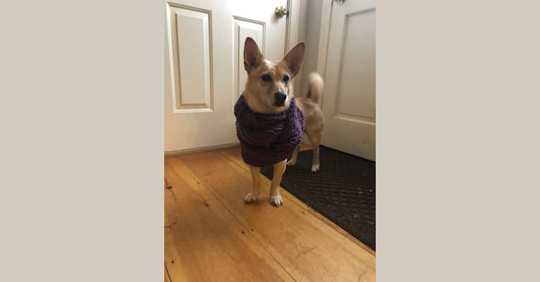 Photo of Melba, a Chow Chow, American Pit Bull Terrier, German Shepherd Dog, Australian Cattle Dog, and Mixed mix in Haverhill, Massachusetts, USA