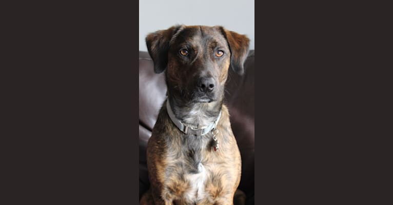 Photo of Rascal Fats, a Mountain Cur, Labrador Retriever, and American Pit Bull Terrier mix in Worcester, Massachusetts, USA