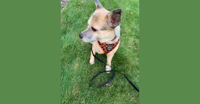 Photo of Macey, an Australian Cattle Dog, Chihuahua, and Mixed mix in Chicago, Illinois, USA