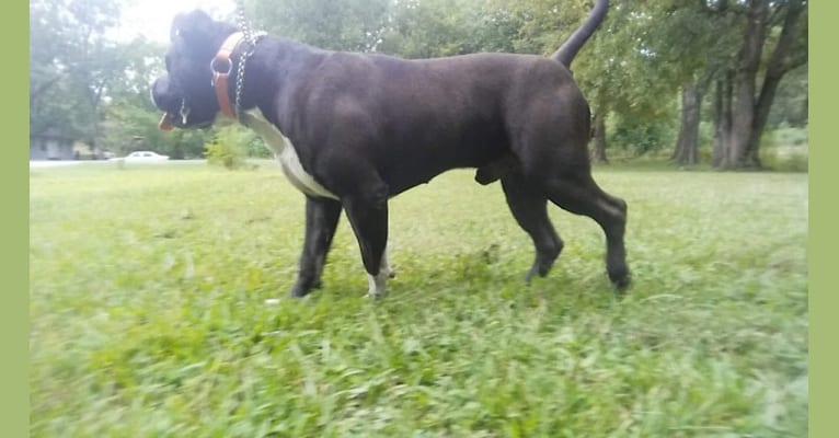 Hulk-E-Boy, an American Bully tested with EmbarkVet.com