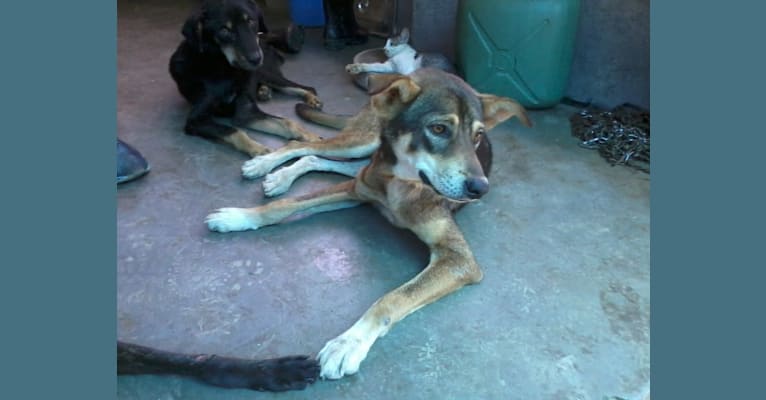 Smukke, a South Asian Village Dog tested with EmbarkVet.com
