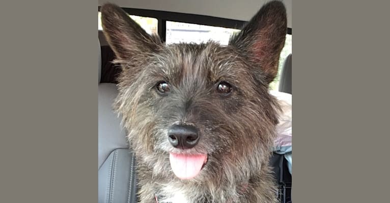 Cairn terrier clearance corgi mix