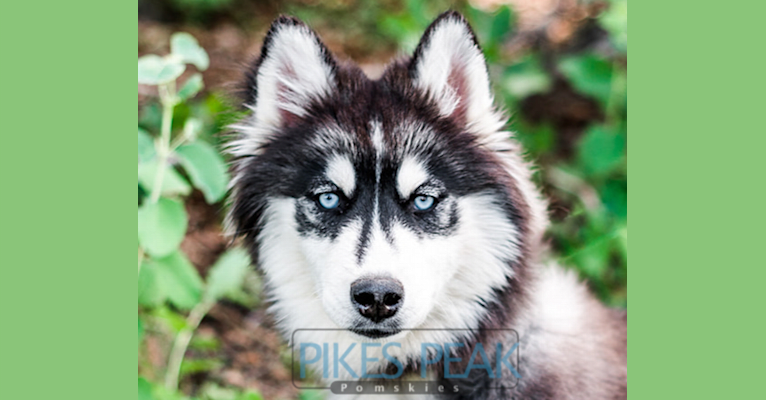Dasha, a Siberian Husky tested with EmbarkVet.com