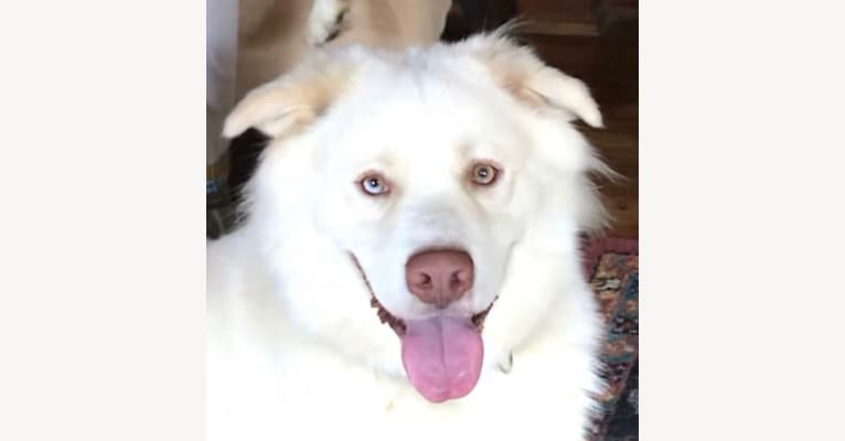 Zeus, a Siberian Husky and American Pit Bull Terrier mix tested with EmbarkVet.com