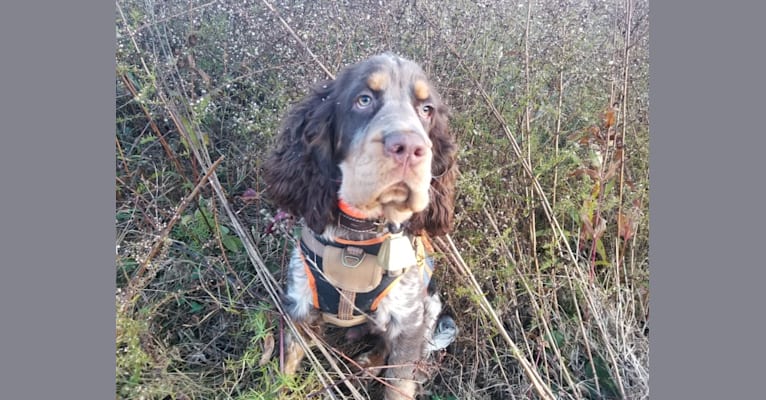 Winchester, an English Springer Spaniel and Clumber Spaniel mix tested with EmbarkVet.com