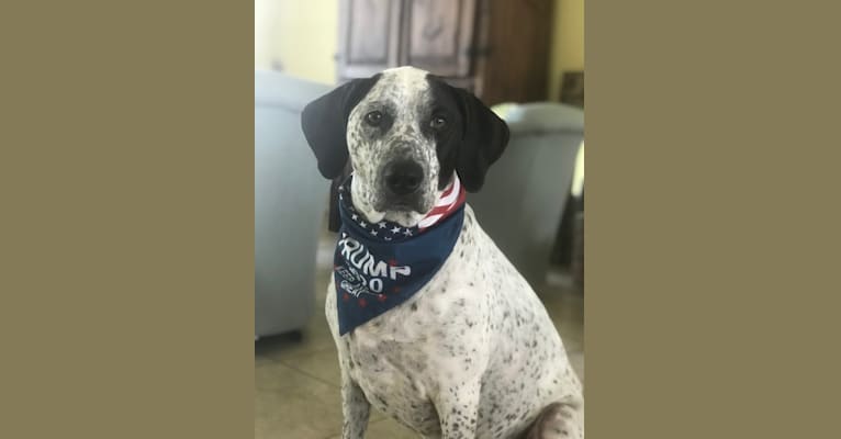 Lucy, an American Pit Bull Terrier and Bluetick Coonhound mix tested with EmbarkVet.com