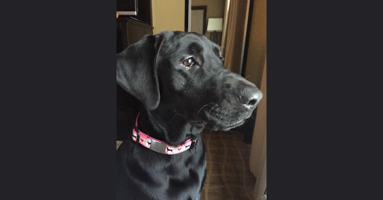 Dixie, a Labrador Retriever tested with EmbarkVet.com