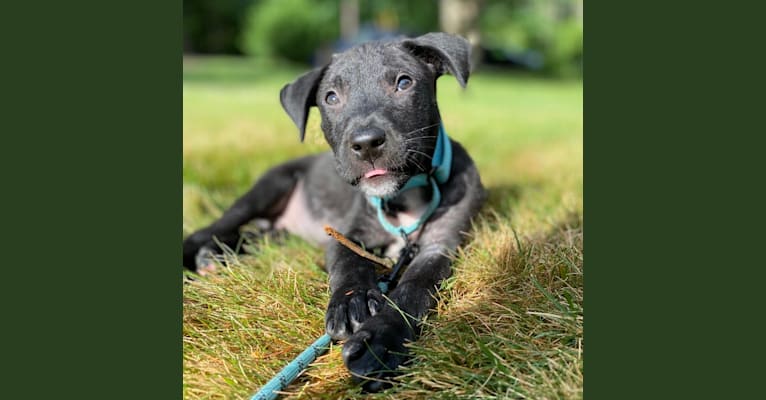 Photo of Phoenix, a Labrador Retriever, American Pit Bull Terrier, American Staffordshire Terrier, and Boxer mix in Mississippi, USA