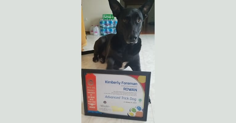 Rowan, a German Shepherd Dog and American Pit Bull Terrier mix tested with EmbarkVet.com
