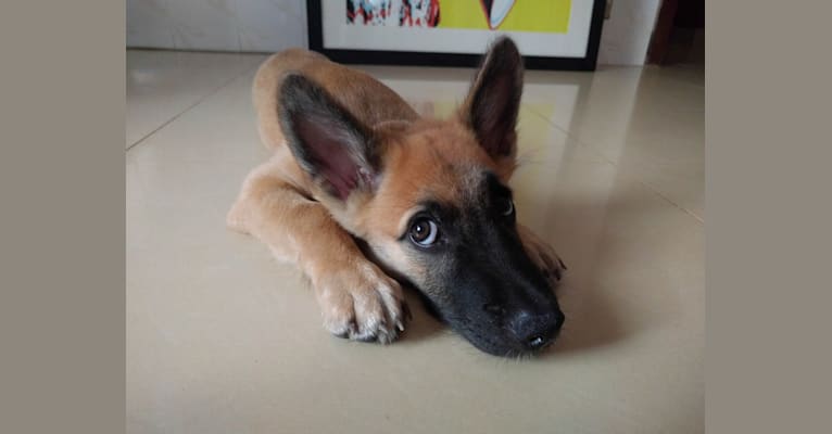 Archie, a Southeast Asian Village Dog tested with EmbarkVet.com