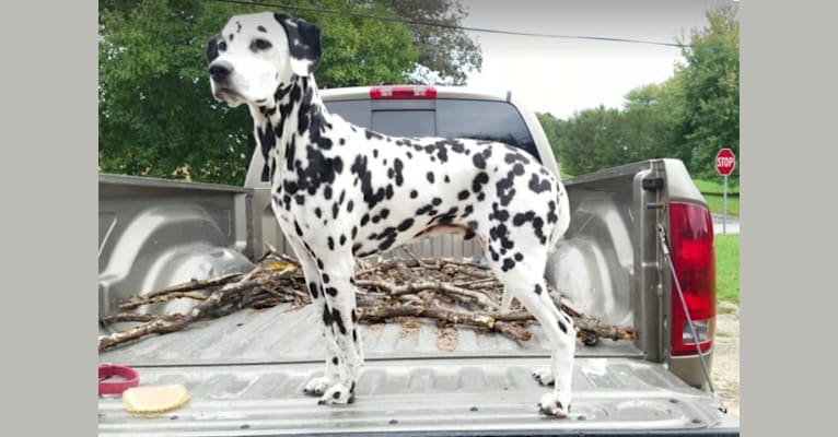 Chevy, a Dalmatian (6.4% unresolved) tested with EmbarkVet.com