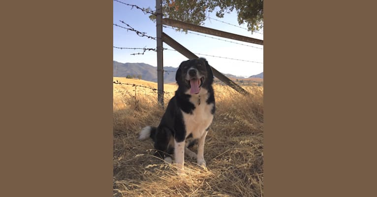 Photo of Happ, an Australian Shepherd and Border Collie mix in Byron, California, USA