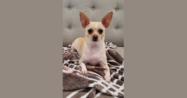 Photo of Maxx, a Chihuahua and Mixed mix in Georgia, USA