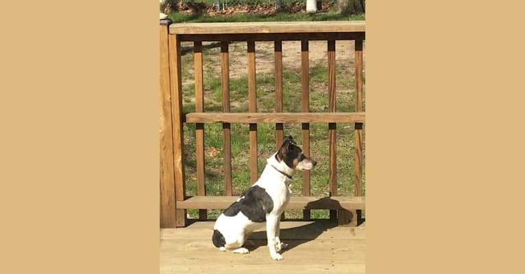 Star, a Rat Terrier tested with EmbarkVet.com
