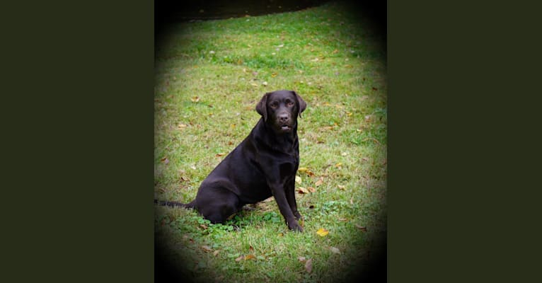 Tulah, a Labrador Retriever tested with EmbarkVet.com