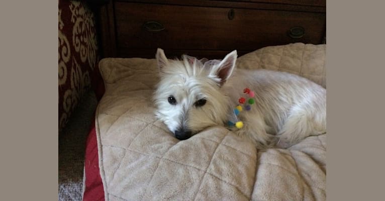 Izzi, a West Highland White Terrier tested with EmbarkVet.com