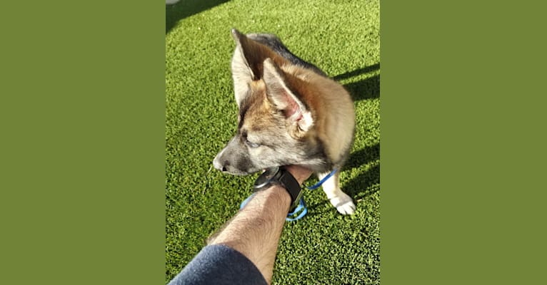 Kitchi, a German Shepherd Dog and Siberian Husky mix tested with EmbarkVet.com