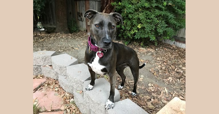 Jordy, an American Foxhound and American Staffordshire Terrier mix tested with EmbarkVet.com