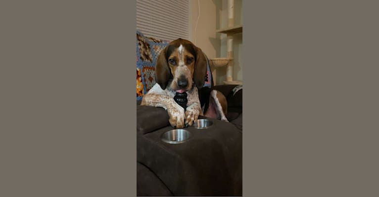 Photo of Shilo, a Treeing Walker Coonhound  in Missoula, Montana, USA