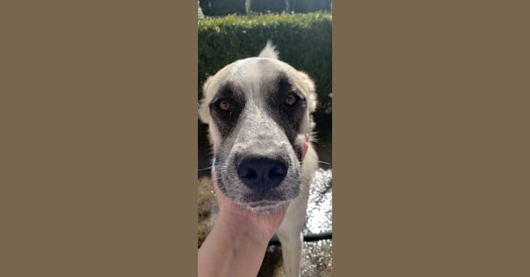 Marley, a Great Pyrenees and Australian Cattle Dog mix tested with EmbarkVet.com