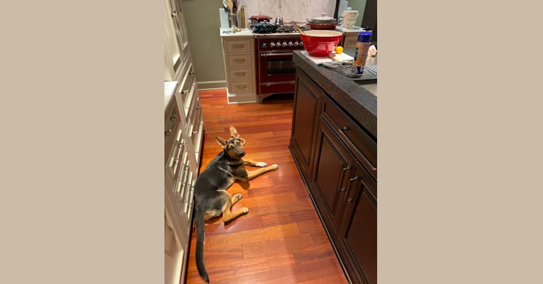 Lola, a German Shepherd Dog and American Pit Bull Terrier mix tested with EmbarkVet.com