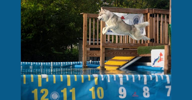 Noxus, a Siberian Husky tested with EmbarkVet.com