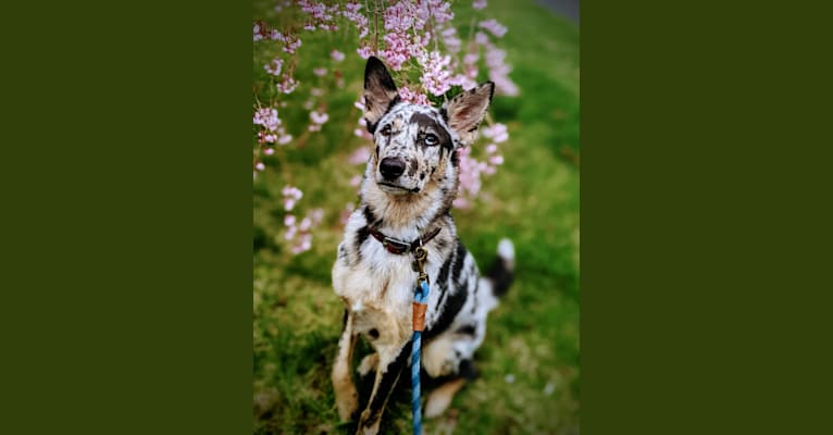 Photo of Noda, a German Shepherd Dog and Australian Shepherd mix in Charlotte, North Carolina, USA