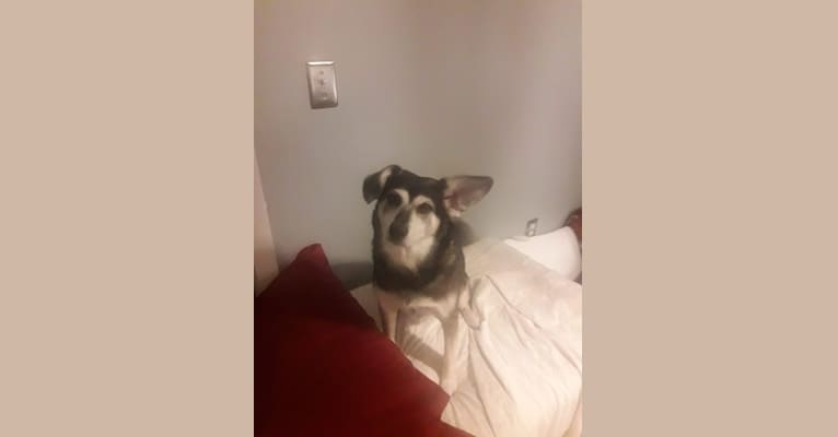 Kiara, a Beagle and Norwegian Elkhound mix tested with EmbarkVet.com