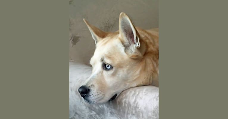 Blondie, a Chow Chow and Siberian Husky mix tested with EmbarkVet.com
