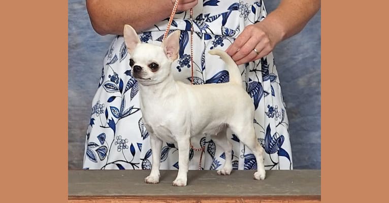 Photo of Flirt, a Chihuahua  in Bayfield, CO, USA