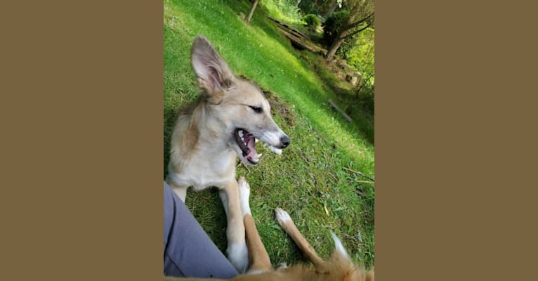 Nelson, an Arabian Village Dog tested with EmbarkVet.com