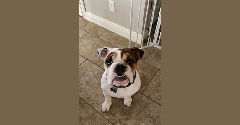 Photo of Wally Winston Stevens, a Bulldog  in Washburn, MO, USA