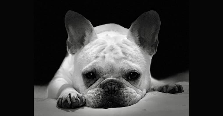 Fran, a French Bulldog tested with EmbarkVet.com
