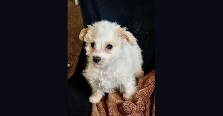 Photo of Blizzard, a Poodle (Small) and Mixed mix in Gilbert, Arizona, USA
