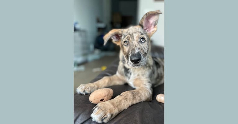 Murphy, a German Shepherd Dog and Labrador Retriever mix tested with EmbarkVet.com