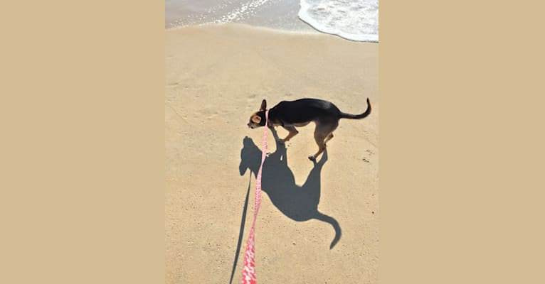 Maude, a Dachshund and Chihuahua mix tested with EmbarkVet.com