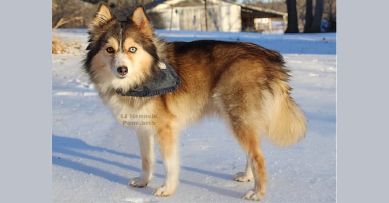 Photo of Envy, a Pomsky  in Drakesville, IA, USA